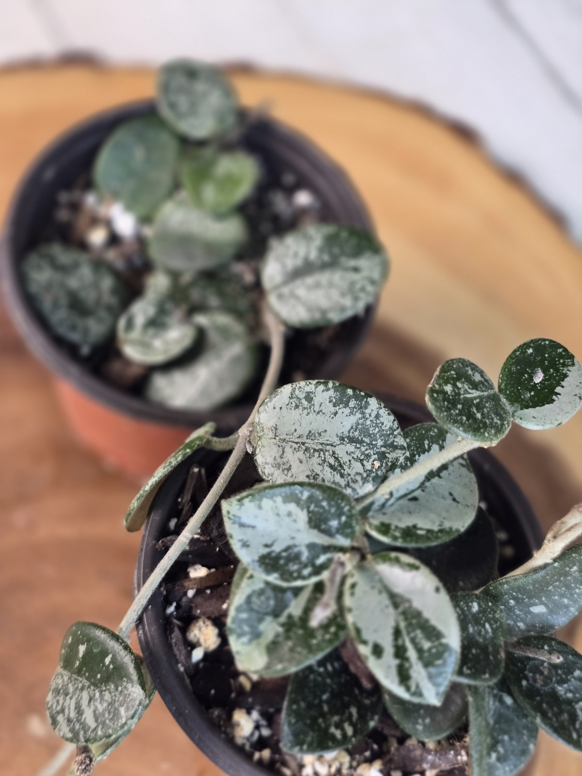 Hoya Mathilde Super Splash