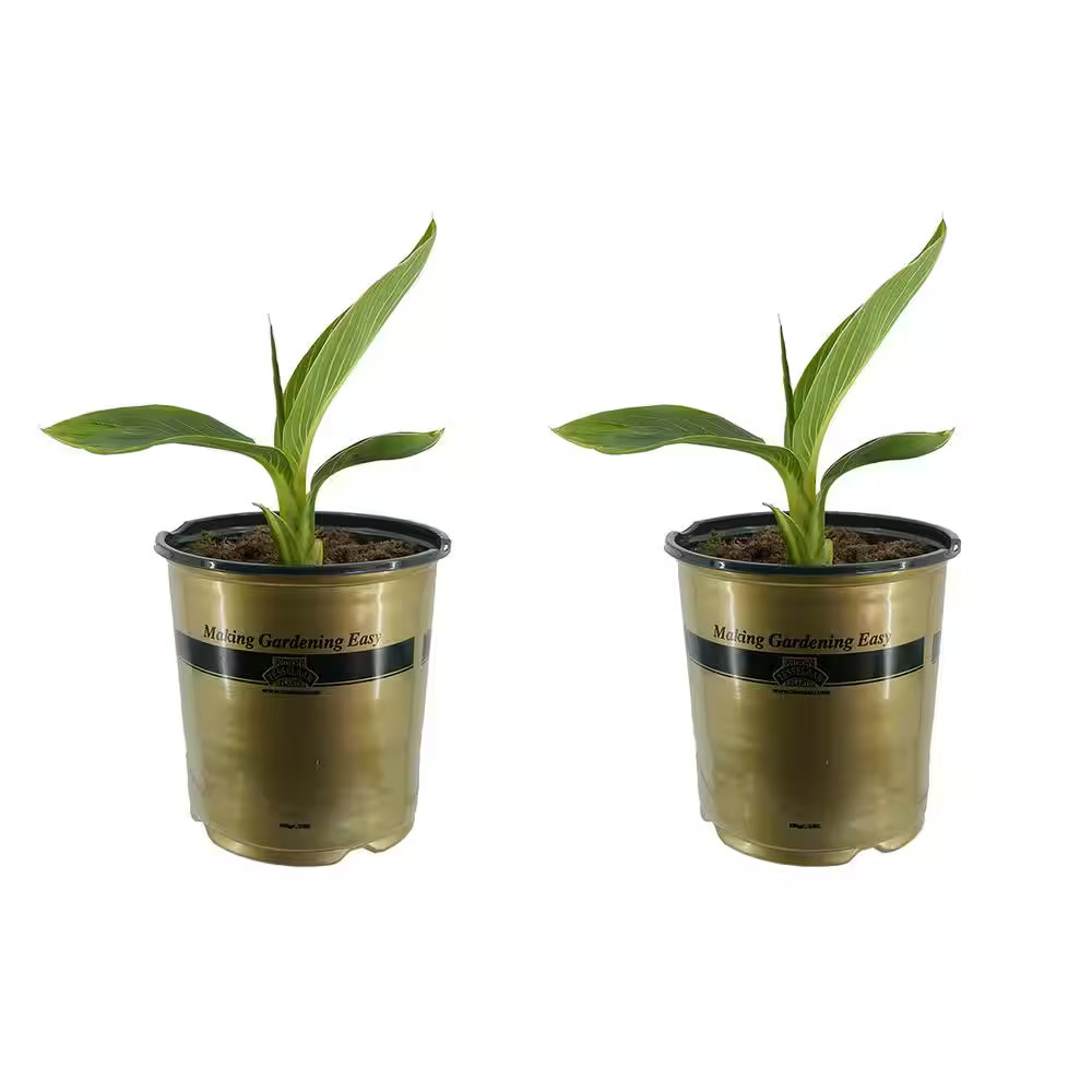 1.0 Gal. Perennial Canna Tropicanna Gold (2-Pack)
