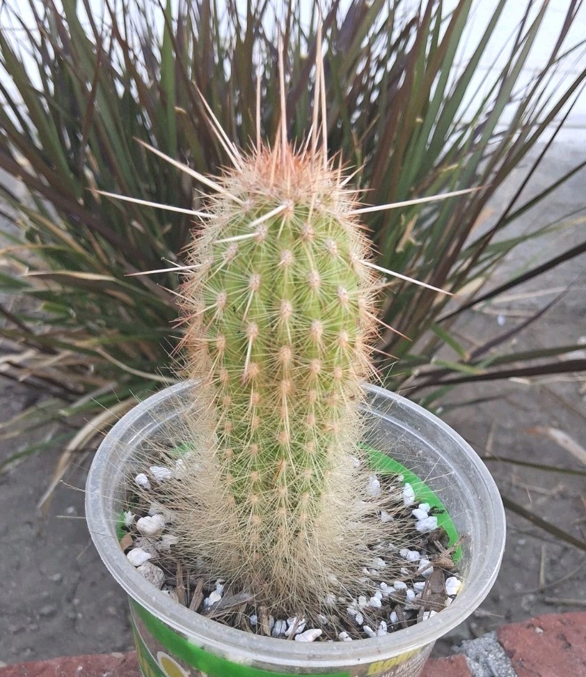 Trixanthocereus Blossfeldiorum Cactus Beautiful Fluff At Base! Red Spines On Top