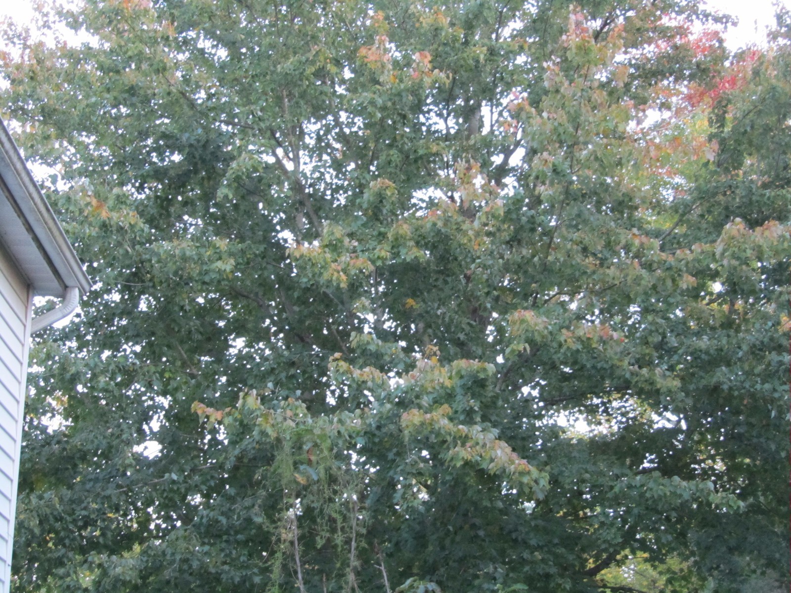 1 – 3′ tall 1 Plant Sugar Maple Tree (Acer saccharum)