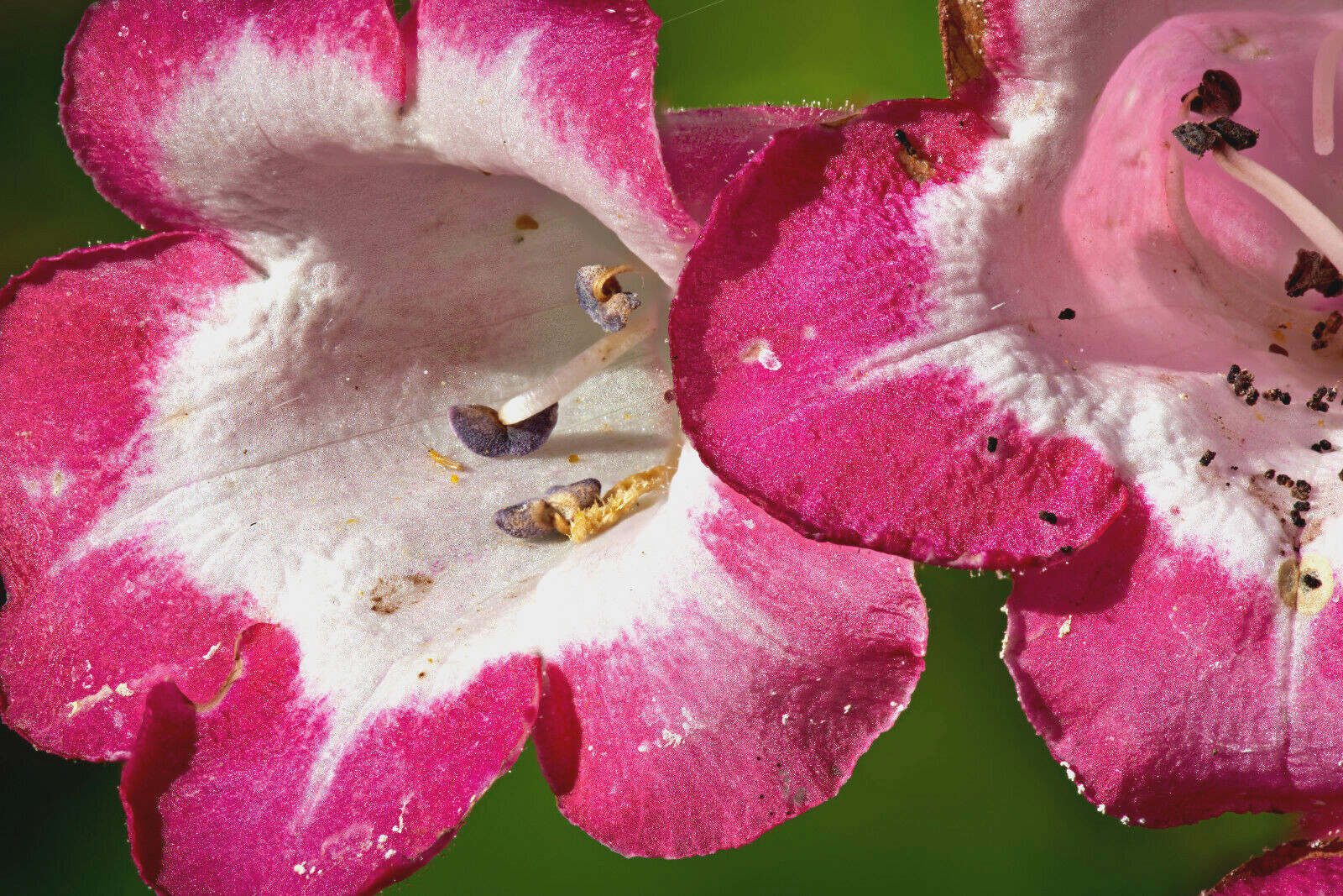 PINK PENSTEMON 100 SEEDS, PENSTEMON HARTWEGII, BEARDTONGUE mariesgreengarden