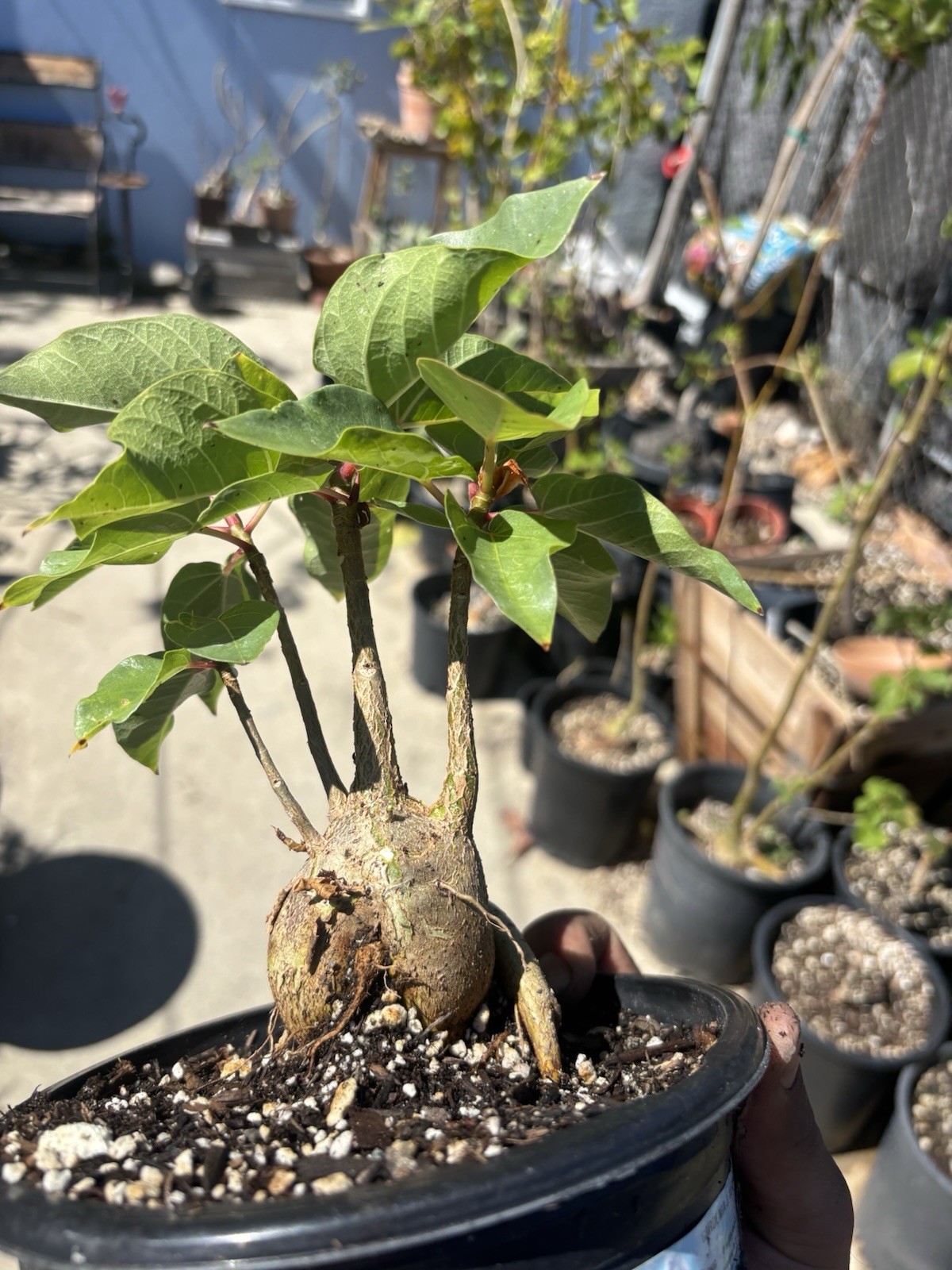 Ficus Palmeri Rock/Palmers Fig Caudex