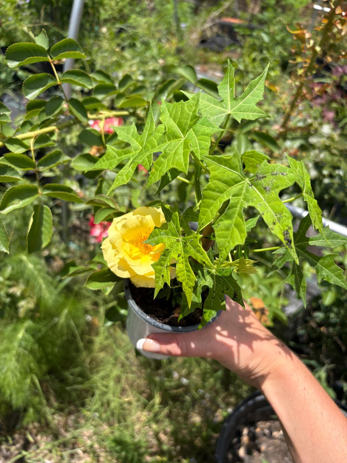 9 Inch Rooted Chaya Tree Spinach in a Soiled Pot – Mexican Perennial Chaya