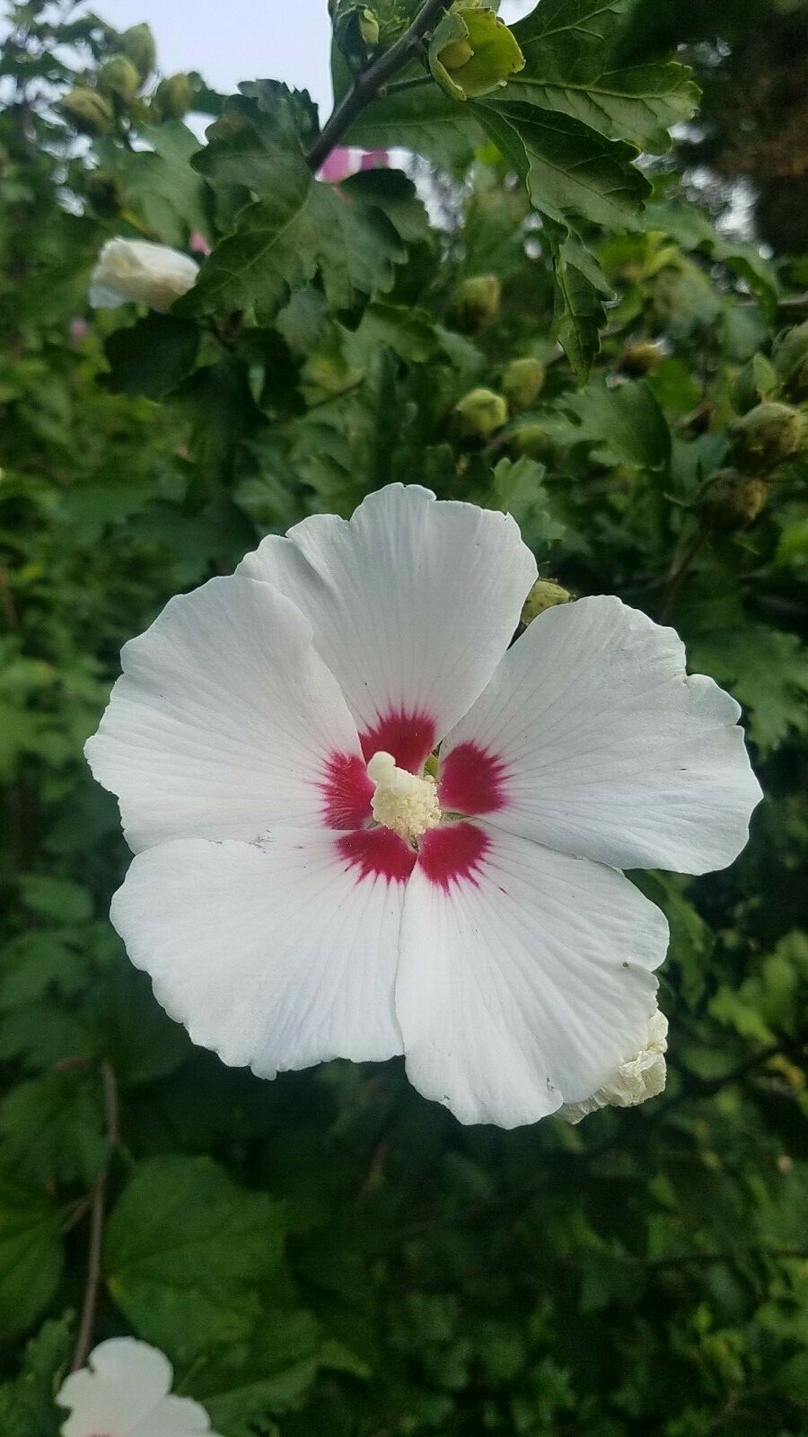 HIBISCUS ROSE OF SHARON. LIVE 10″-14″. 3 PLANTS + 1 free. PERENNIAL MIXED COLORS