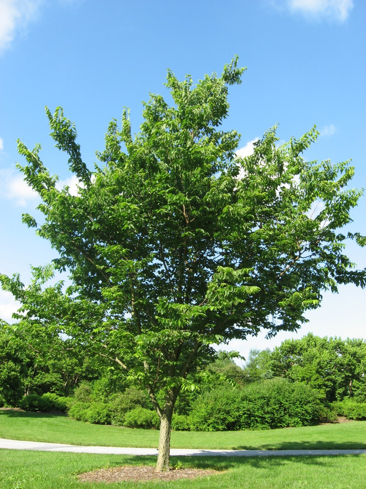 Hackberry, Celtis occidentalis, Tree Seeds