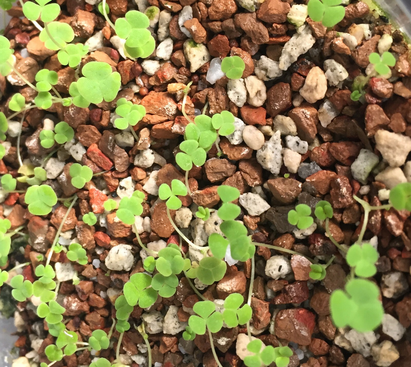 SUCCULENT BULB SEED–Oxalis covexula–20 Bulbils!
