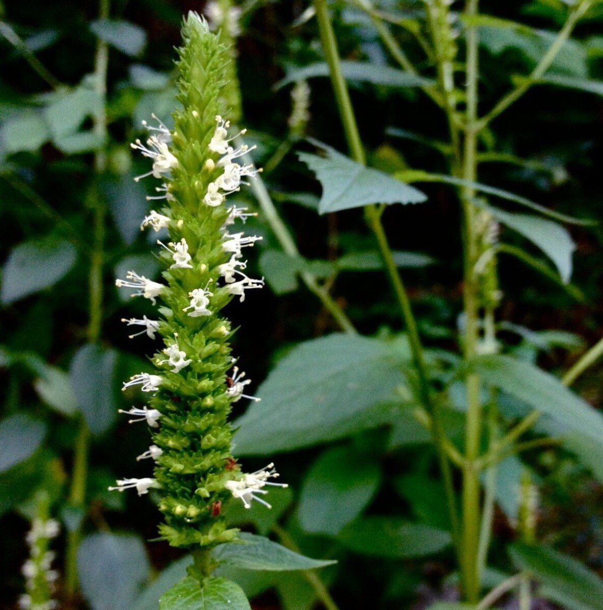 YELLOW GIANT HYSSOP Seeds *FREE Shipping!* Agastache nepetoides Hyssop Seeds