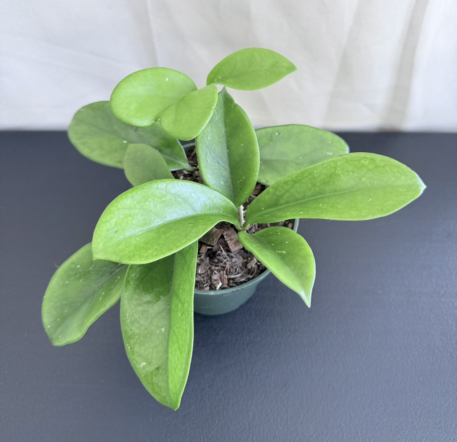 HOYA SKINNERIANA IN 4.5”POT / EXACT PLANT / WELL ROOTED / SHIP IN NURSERY POT