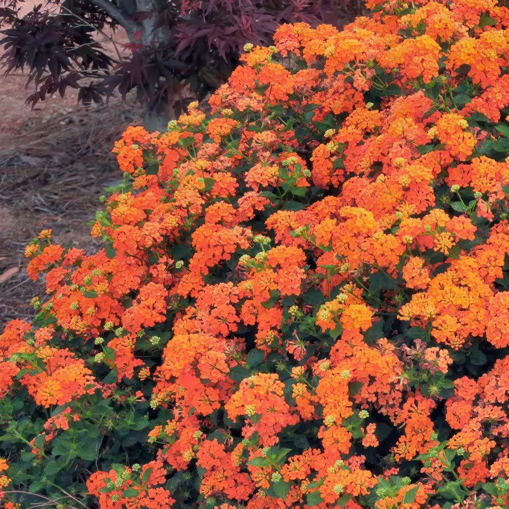 4 In. Lucky Flame Lantana Plant with Orange Flowers (3-Pack)
