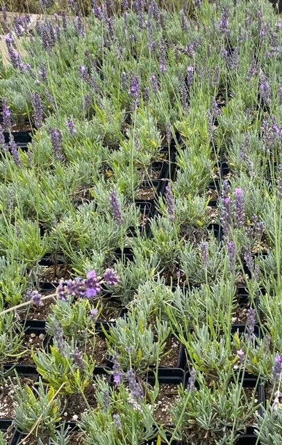 Royal Velvet English Lavender Plant | 4″ Pot | Farm-Grown Sequim WA | 10 pack