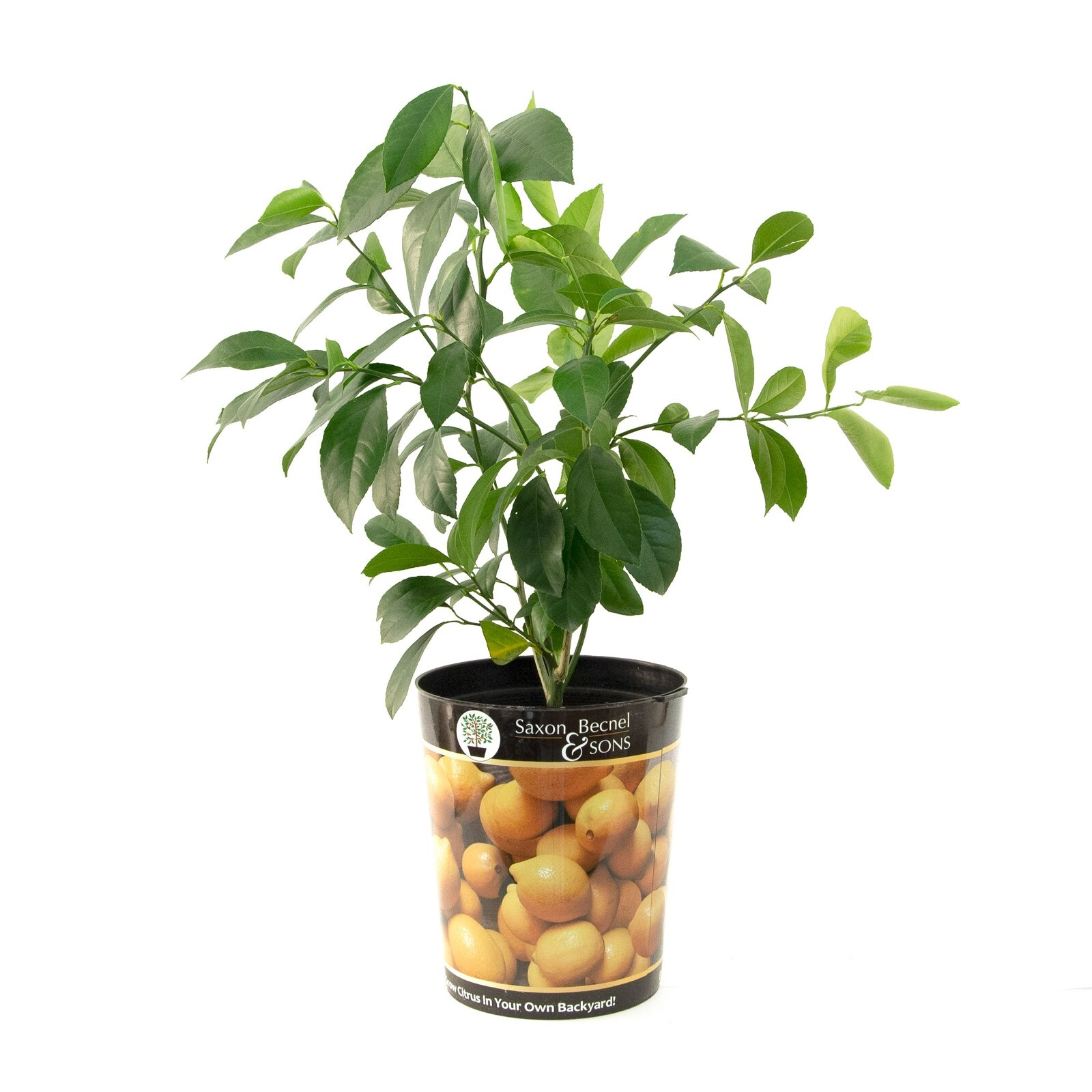 Garden State Bulb Meyer Lemon Tree, Citrus, Live Plant (1 Gallon Potted)