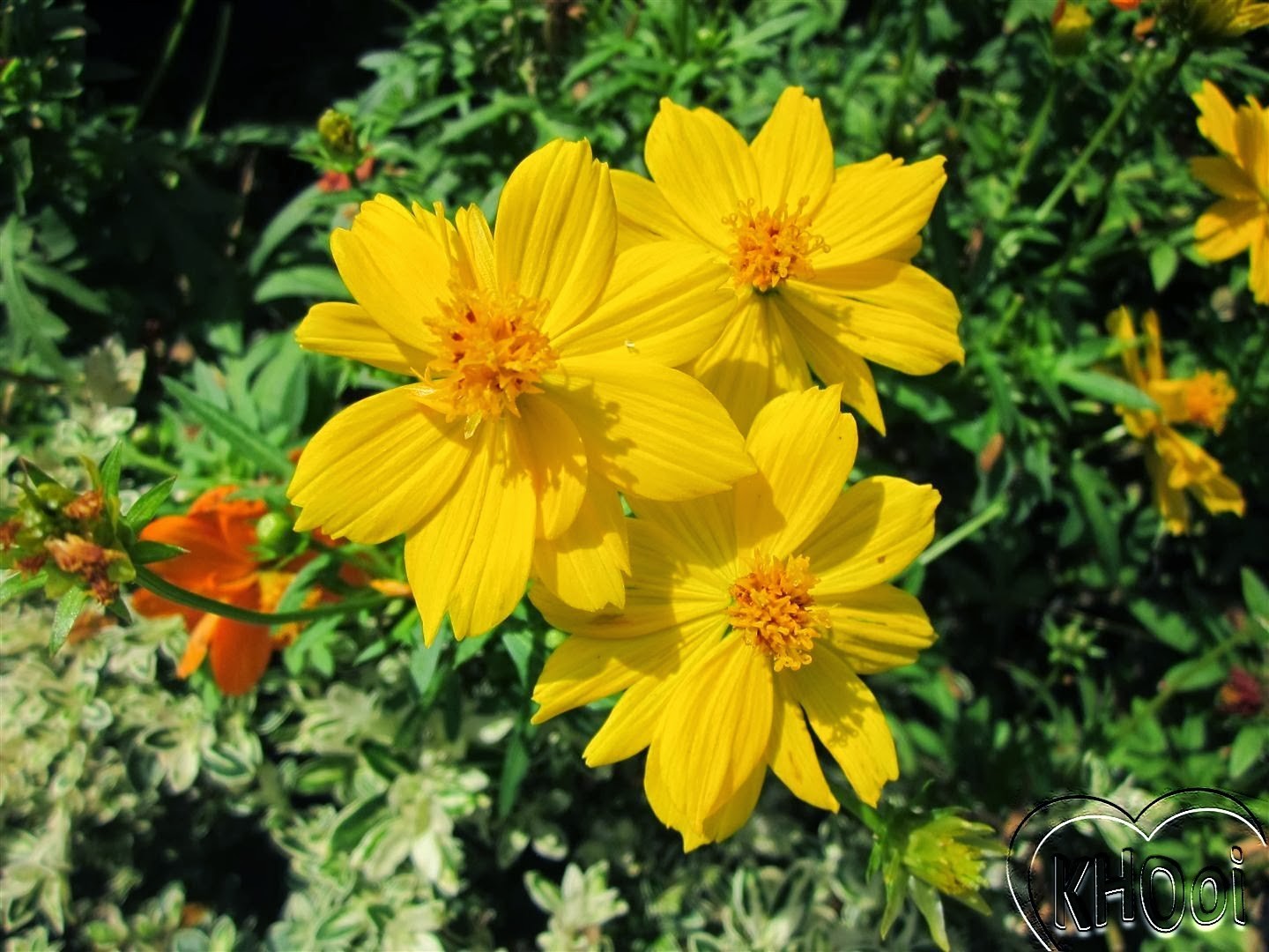 COSMOS SULPHUR MIX Cosmos Sulphureus – 50 Seeds