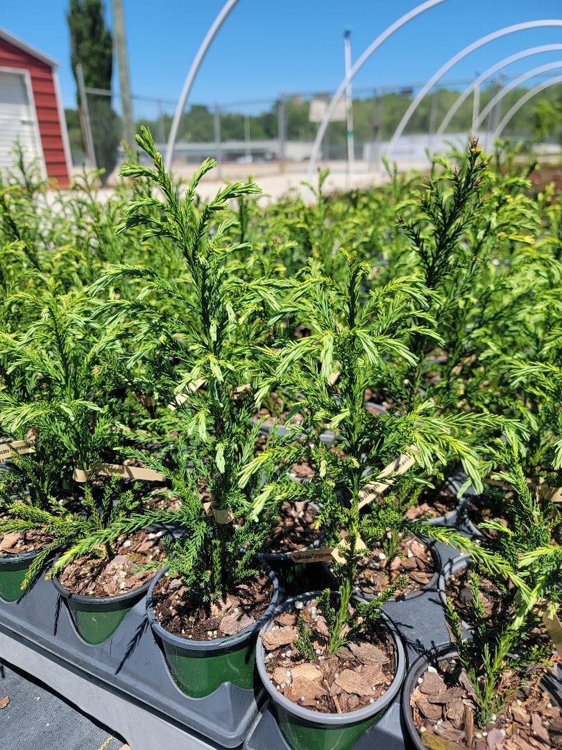 Radicans Cryptomeria ( japanese cedar ) – Live Plant – ( 1 QT )