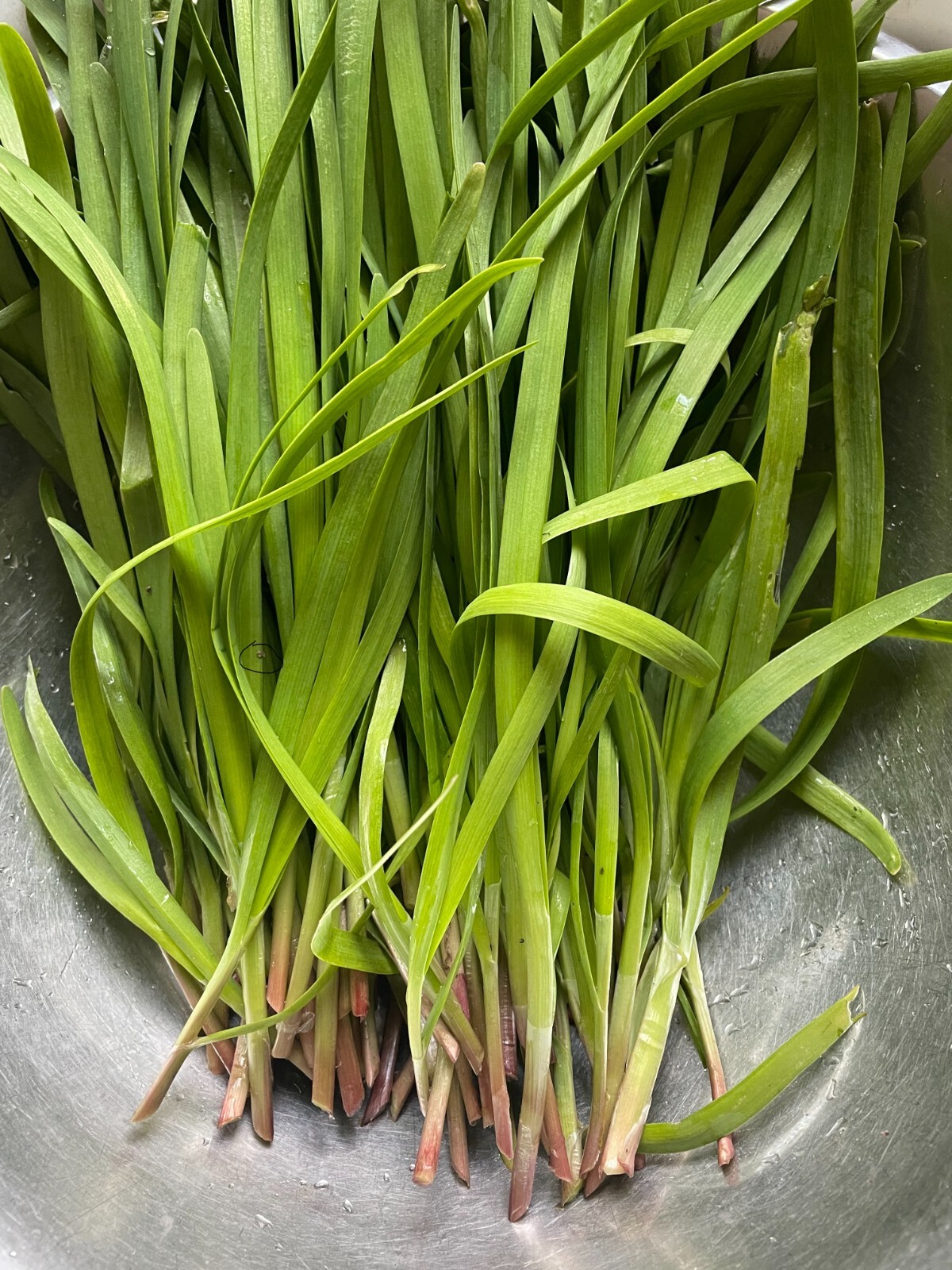 15 Organics Garlic Chives Live Plant Bare Roots Hardy Perennial Herb Jiu Cai USA