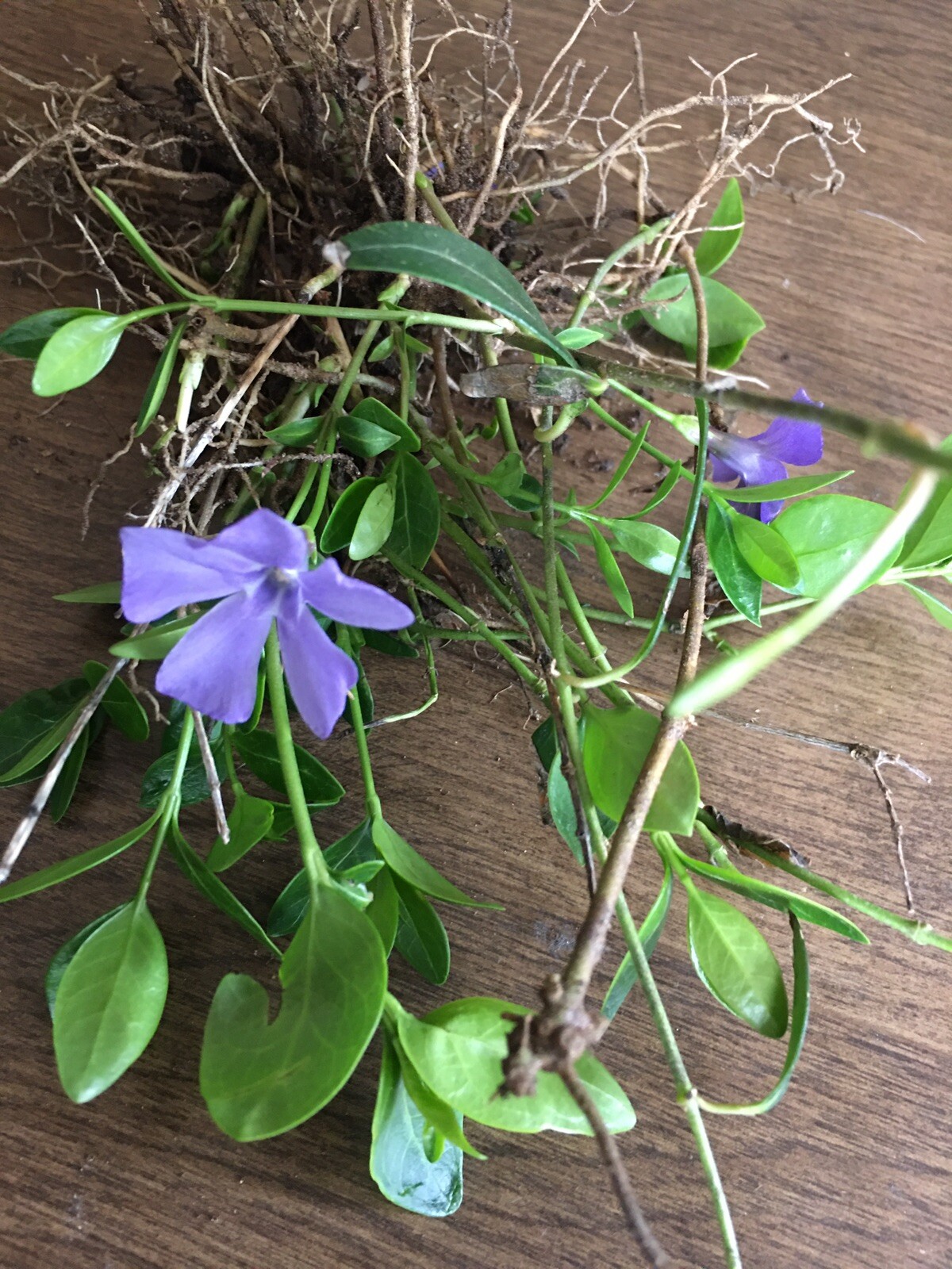 25+Vinca Minor Periwinkle Creeping Myrtle~Live Plants~Ground Cover CT Garden
