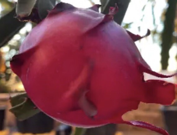 5 Rare DRAGON FRUIT CUTTING 8-12 Inches Check Description