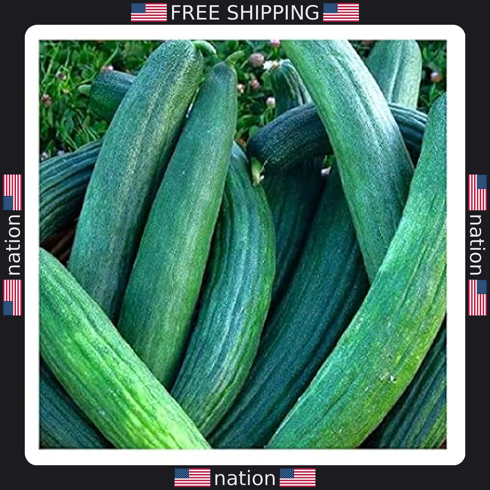 Instant Latch 50 Dark Green Armenian Cucumber Seeds – Non-GMO, Fresh!