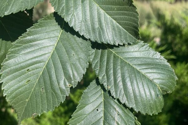 12 inches tall Ulmus hybrid ‘Patriot’ Bare root Elm Tree
