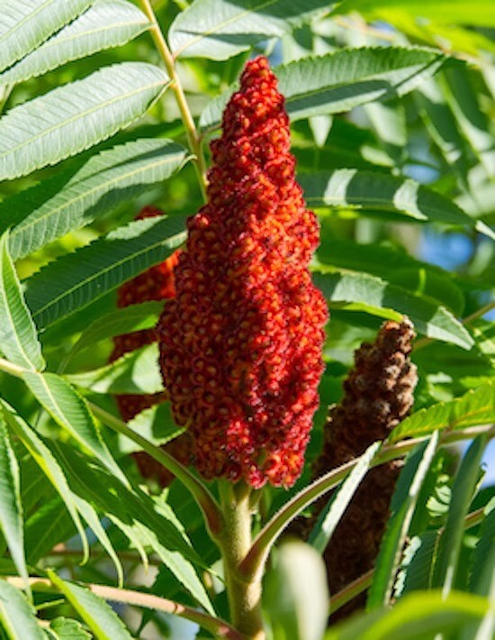 Staghorn Sumac Seeds Rhus Typhina Native Red Lemonade Red Fall Colors Landscape