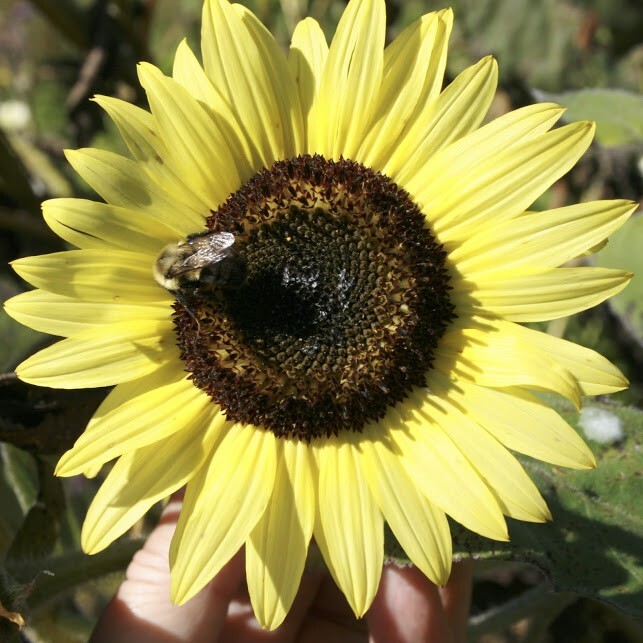 25+ LEMON QUEEN SUNFLOWER SEEDS – LARGE – BEAUTIFUL – Fresh ————– RARE