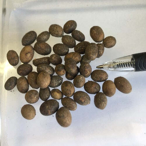 Jasminum trichotomum | Kattumalli | 10 Seeds