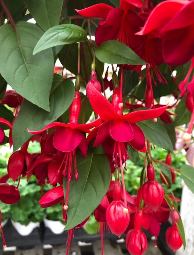 Marinka Fuchsia Starter Live Plant – 2-5″ Tall – 3″ Pot – Zones 9-11