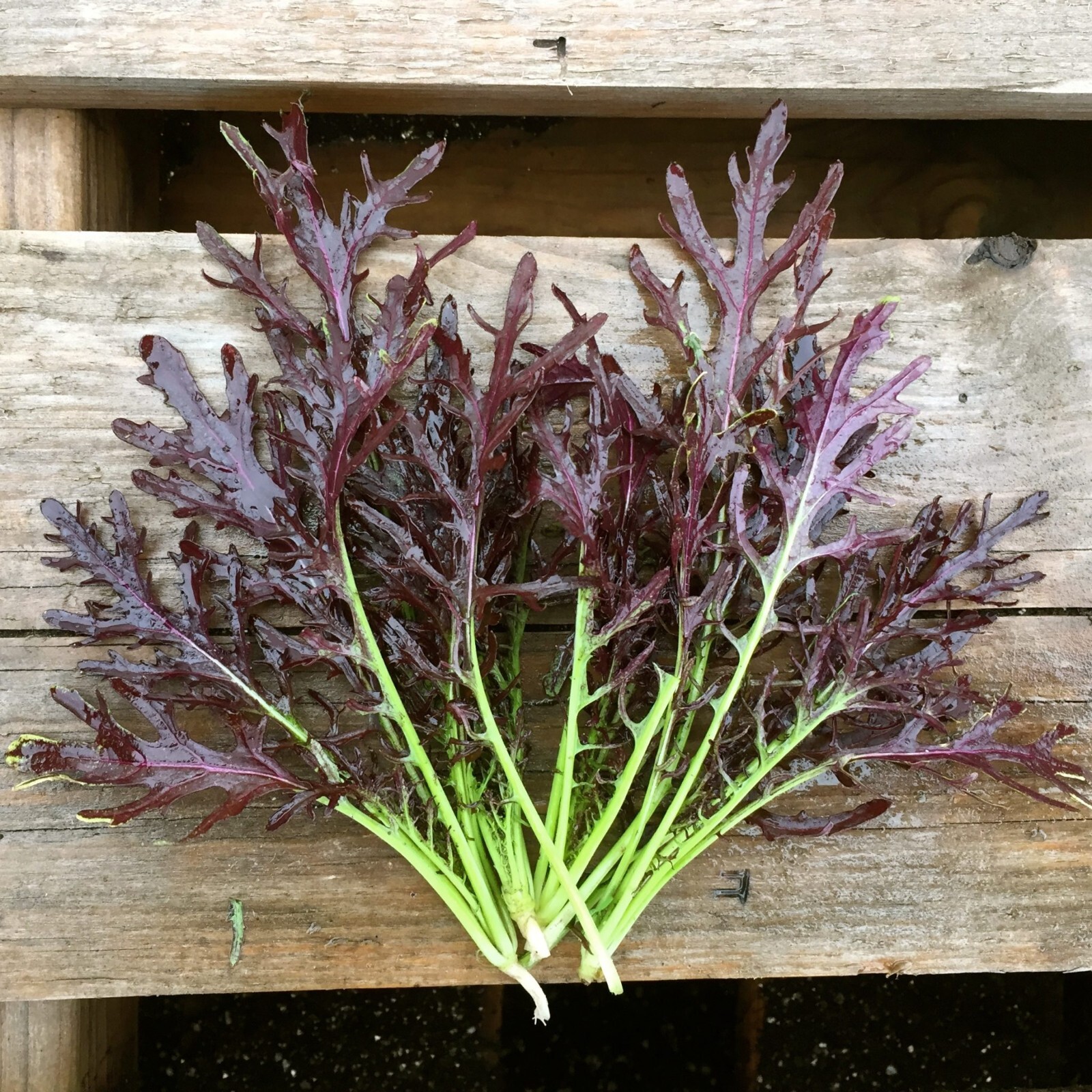 Mizuna Red Streaks Mustard Seeds, Spider Mustard, Konya, NON-GMO, FREE SHIPPING
