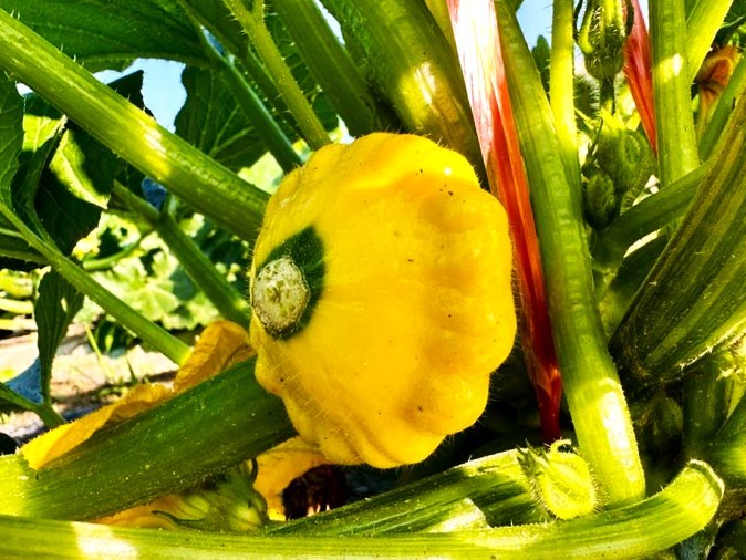 Yellow and Green Bicolor Patty Pan (Bush Scallop Squash) Seeds – 2025 Planting