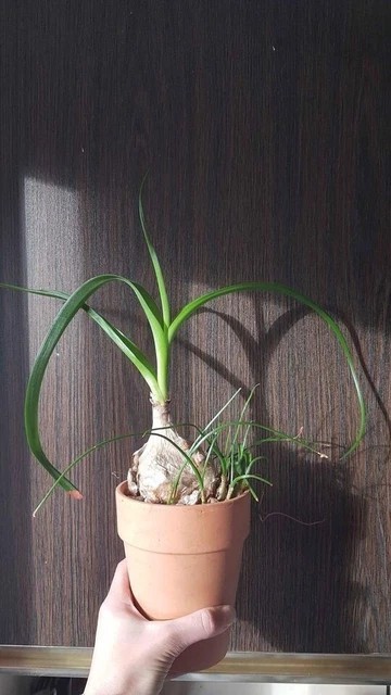 Pregnant Onion -Albuca Bracteata Unusual Succulent Uncommon Plant BULBLETs