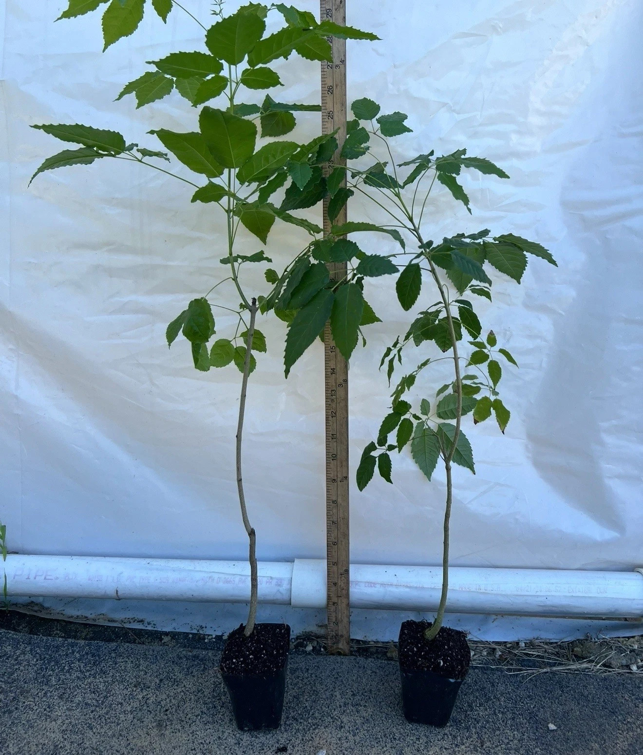 24”-36” Tabebuia Trumpet Tree-Tabebuia heterophylla-Rooted Starter Plant