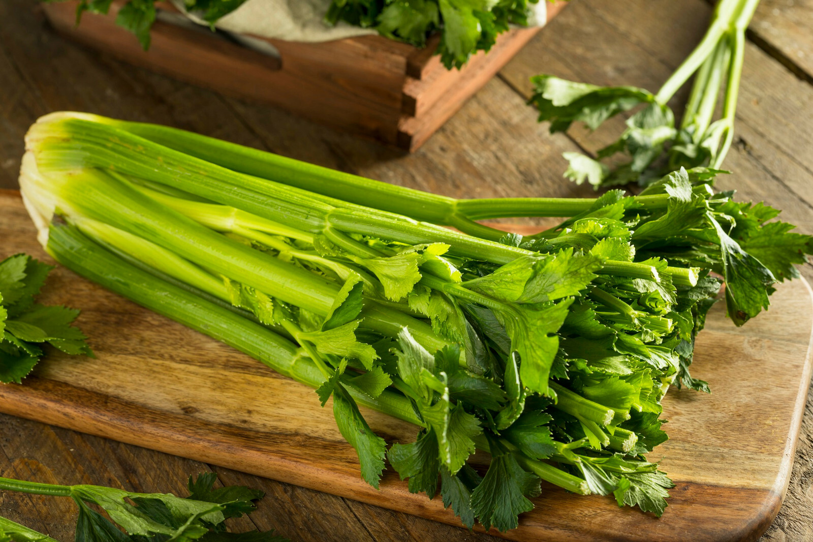 2750+ Celery Seeds Heirloom (Stringless) Vegetable for Microgreens or Planting