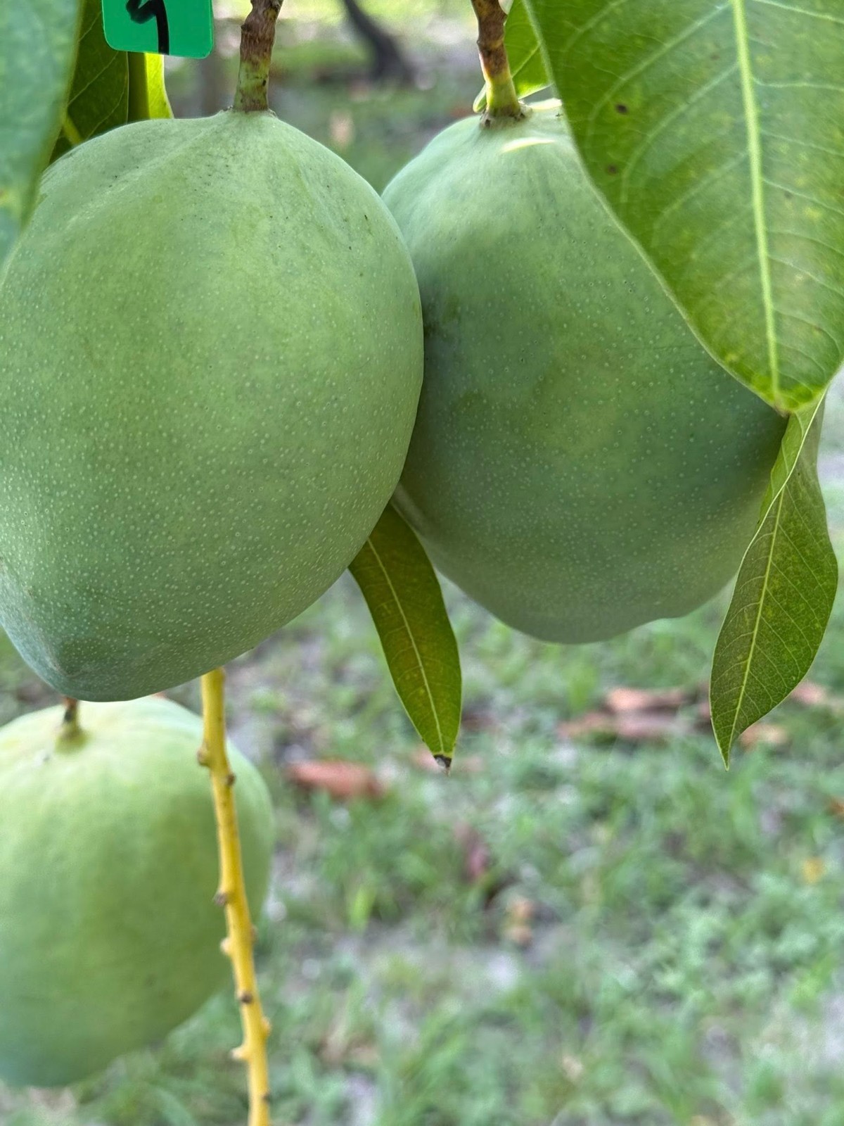Grafted M4 Mango Tree in 3 Gallon Pot.