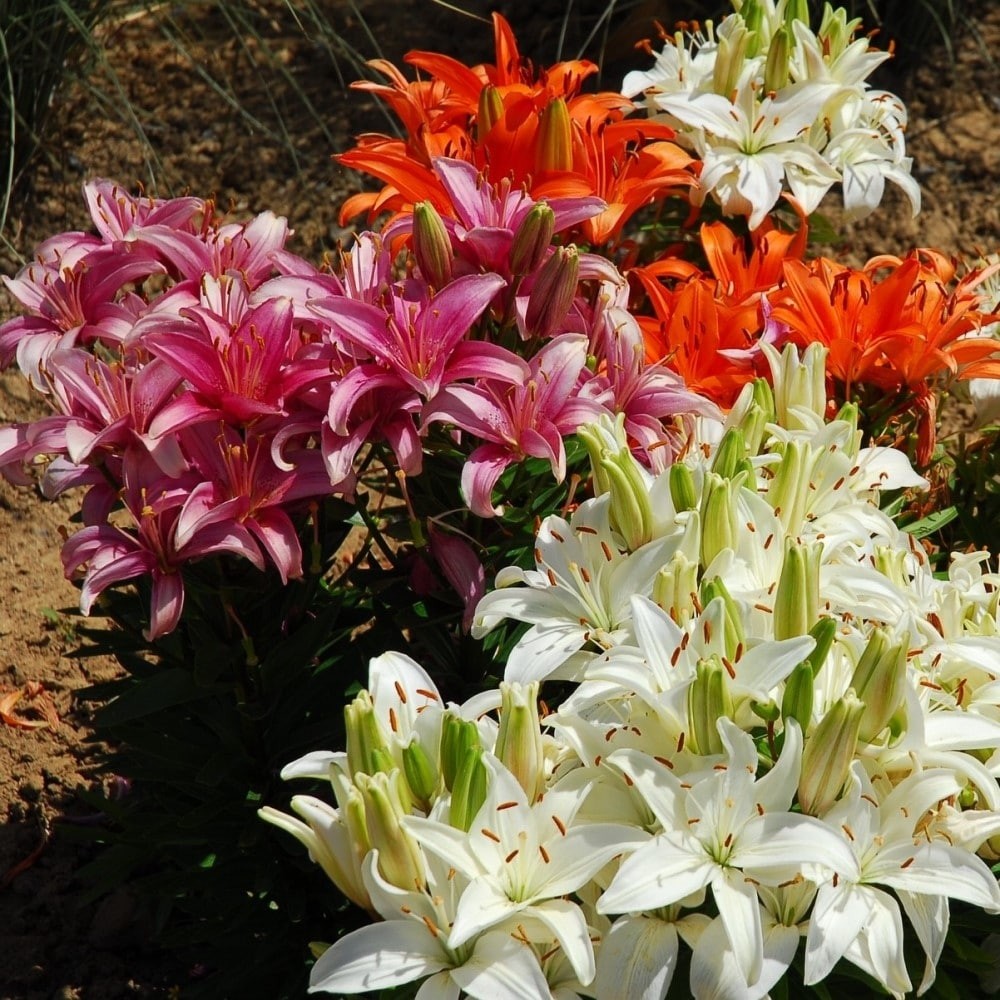 Lilium Oohs and Aahs Colorful Mixed Lily Flowers – 10, 20 or 40 Bulbs – Attracts