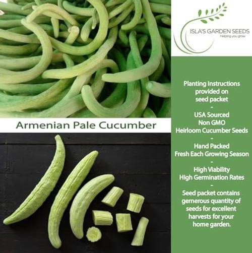 Armenian Pale Green Cucumber Seeds (Cucumis sativus) – 100+ Non-GMO & Heirloom