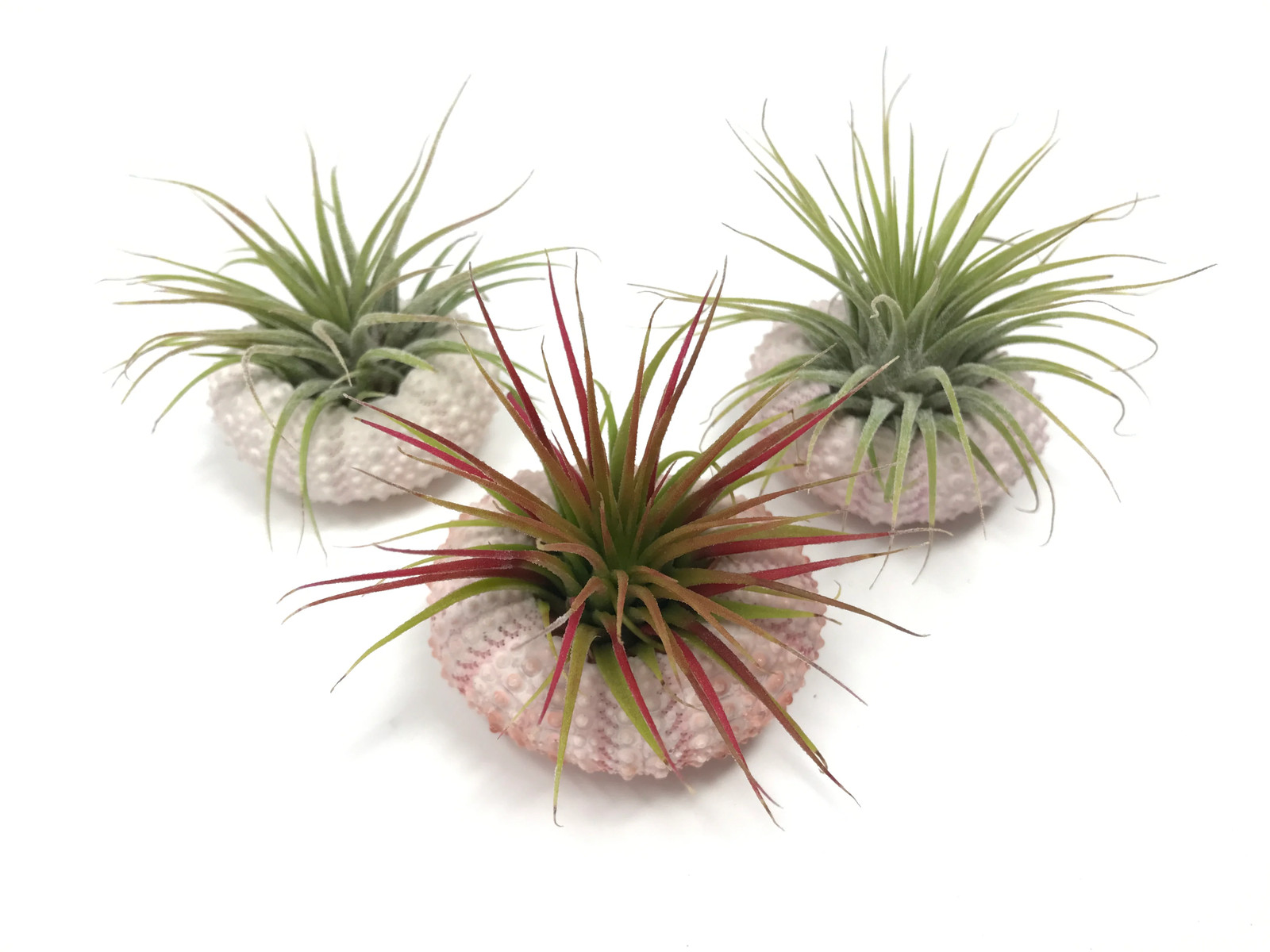 3 Pack Pink/White Urchin Shells + Air Plants