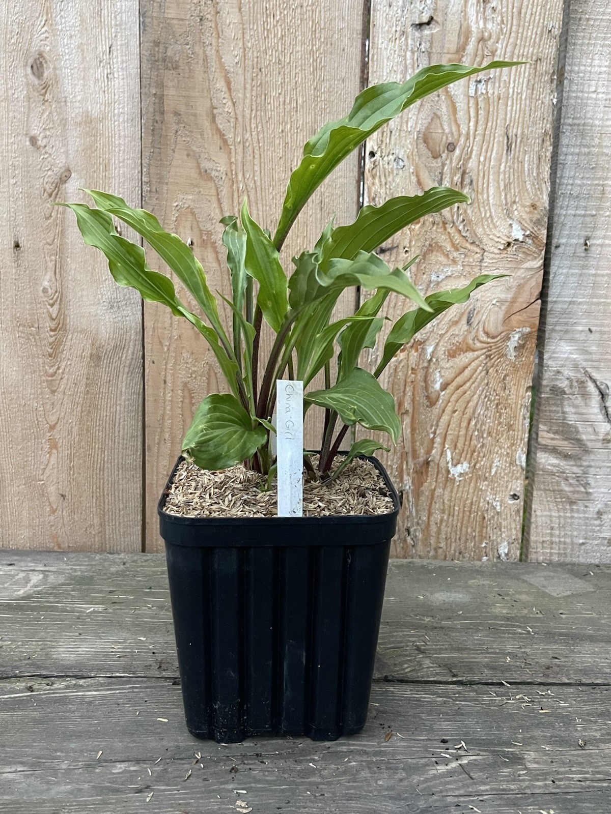 Potted Hosta ‘China girl’ Plant 1gal. Gorgeous Red Stem Green Leaf Marvel! WOW!