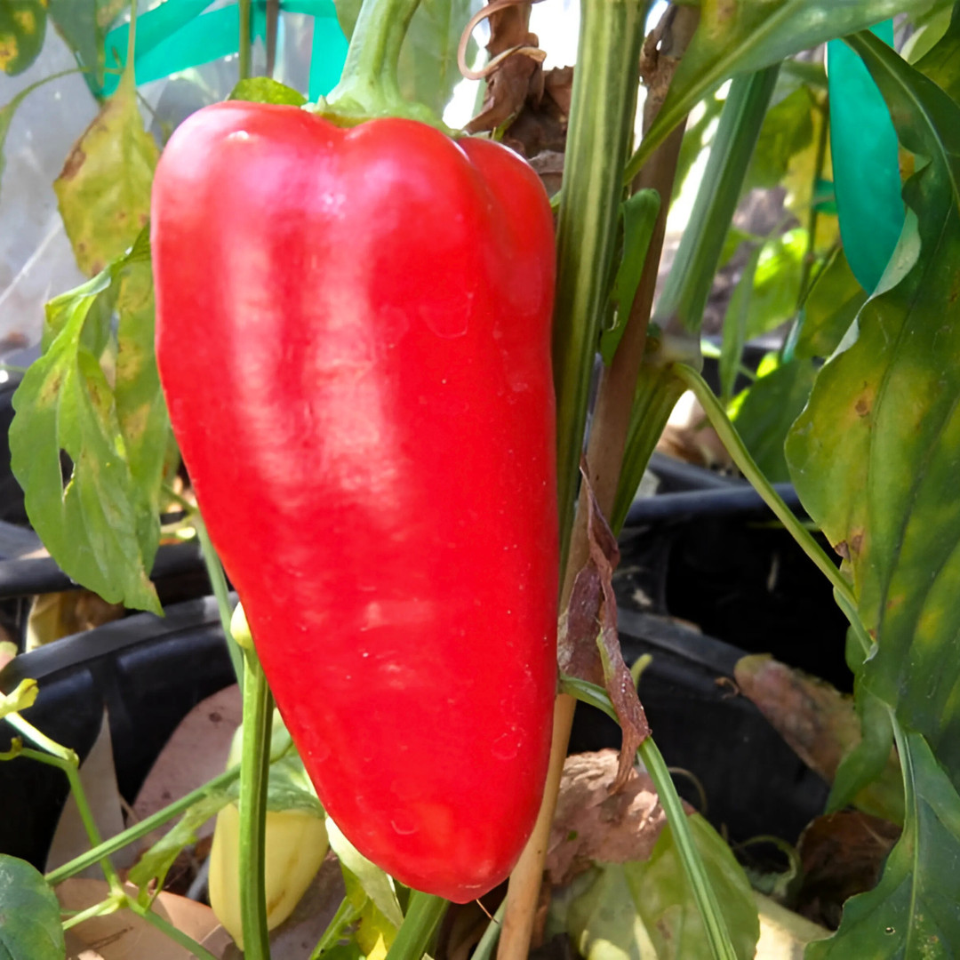 Fresh Paprika Pepper Seeds | Organic | Heirloom Non-GMO | Vegetable Seeds