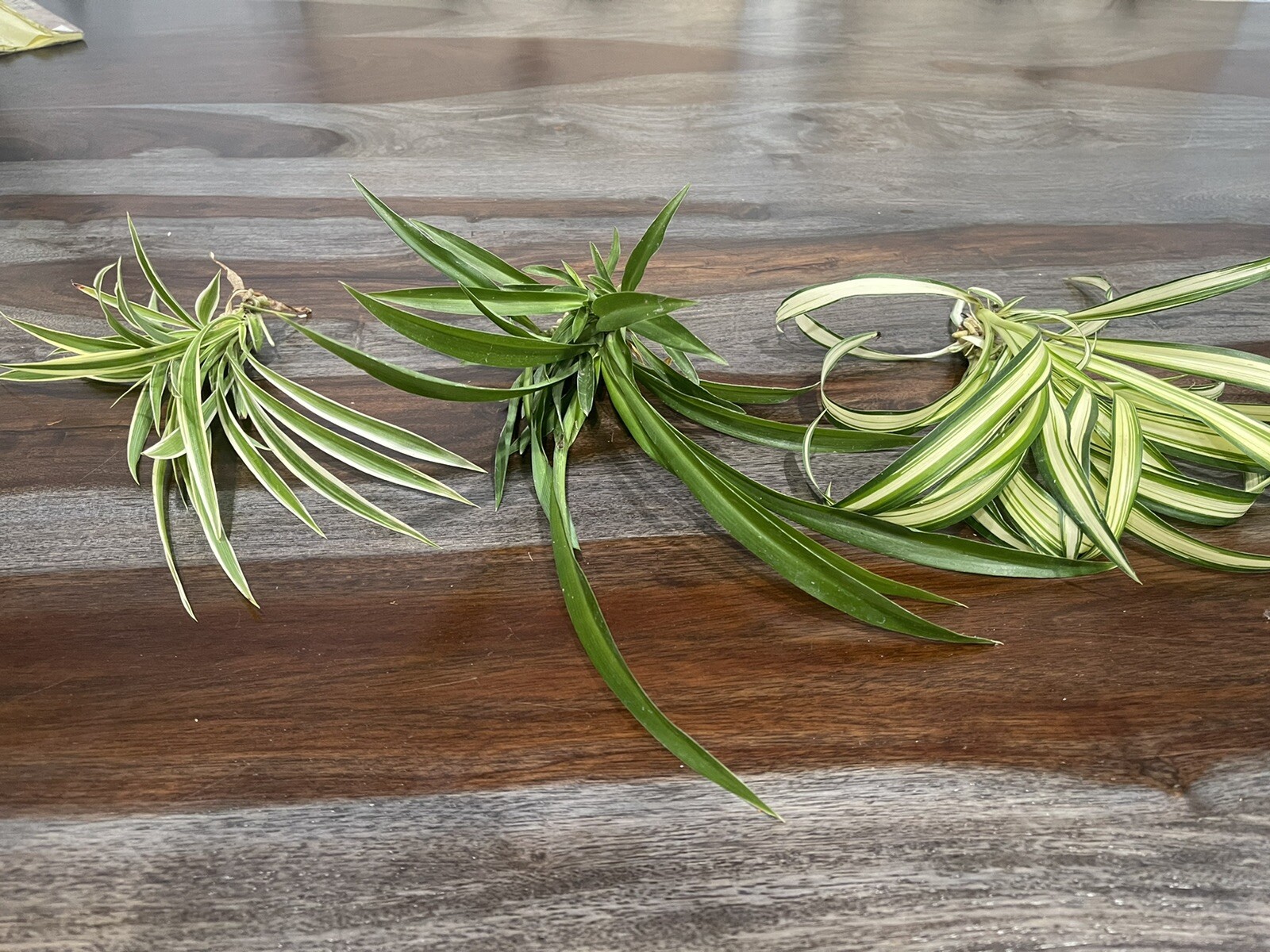 15 SPIDER PLANTS LIVE-Variegated Plants Only. Other Species Available