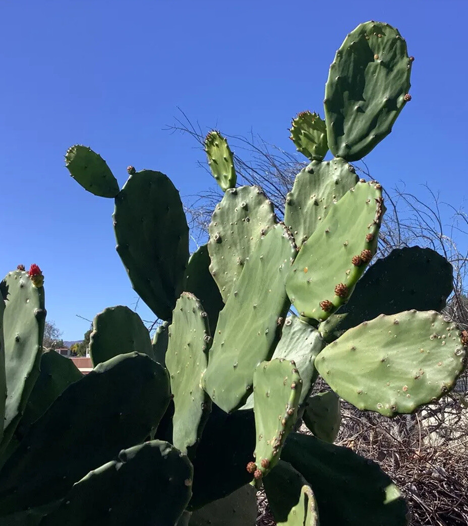 Edible Prickly Pear Cactus Opuntia Ficus 7 Pads For $12.00