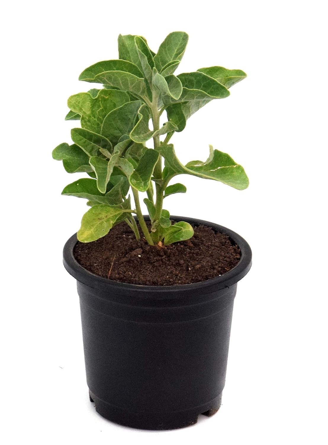Ashwagandha 1 Gallon Plant Indian Winter Cherry Plant Indian Live Plant Ht7