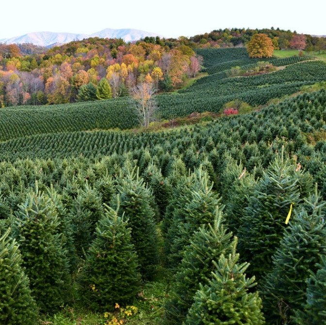 Live Thuja ‘Green Giant’ Plant – 12” Tall – 4” Pot – Evergreen Tree
