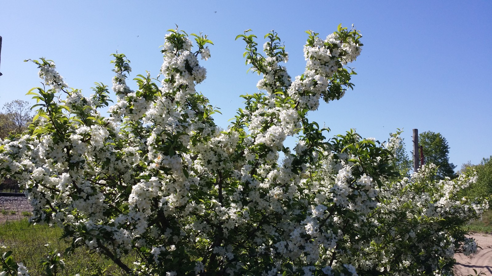1 Roselow Crabapple, flowering fruit shrub wildlife .Zones 4-9. Pollinat