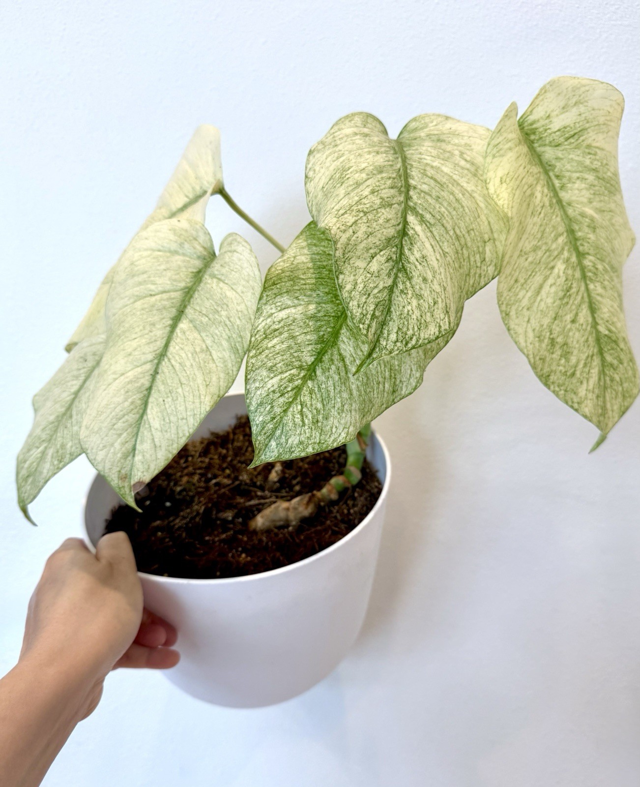 Rooted Monstera Deliciosa Mint Variegata Plant