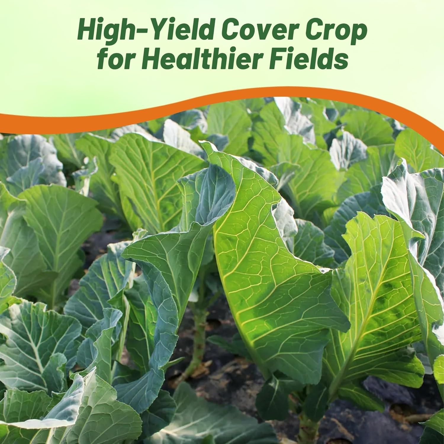 50 LBS Bayou Kale Cover Crop, Forage, & Wildlife Food Plot Seed