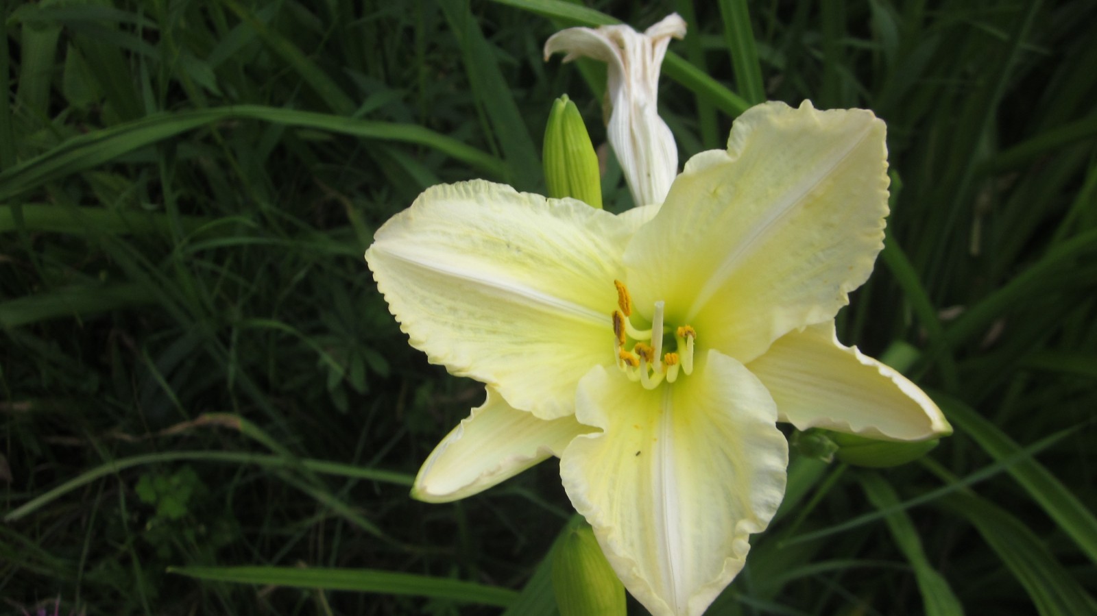 8 mixed Daylily – Lily- BARE ROOTED PLANTS. orange red yellow and bi color