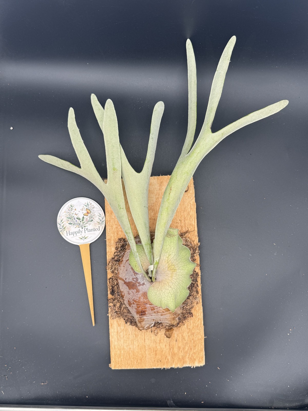 Platycerium Veitchii Mounted Staghorn -Exact Plant – Live Plant – Free Shipping