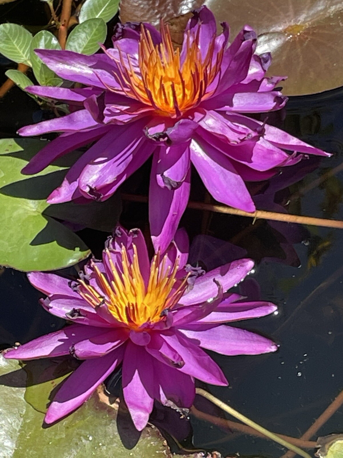 Purple Detective Erika Winter Hardy Water Lily Award Winning Pond Plant