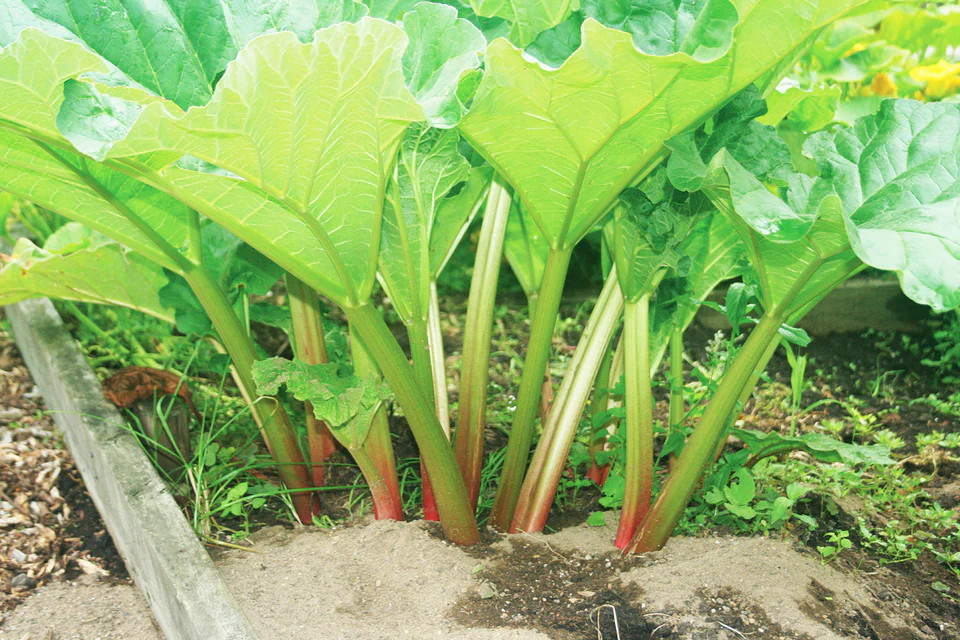 1 Victoria Rhubarb Bare Root -Rheum rhabarbarum