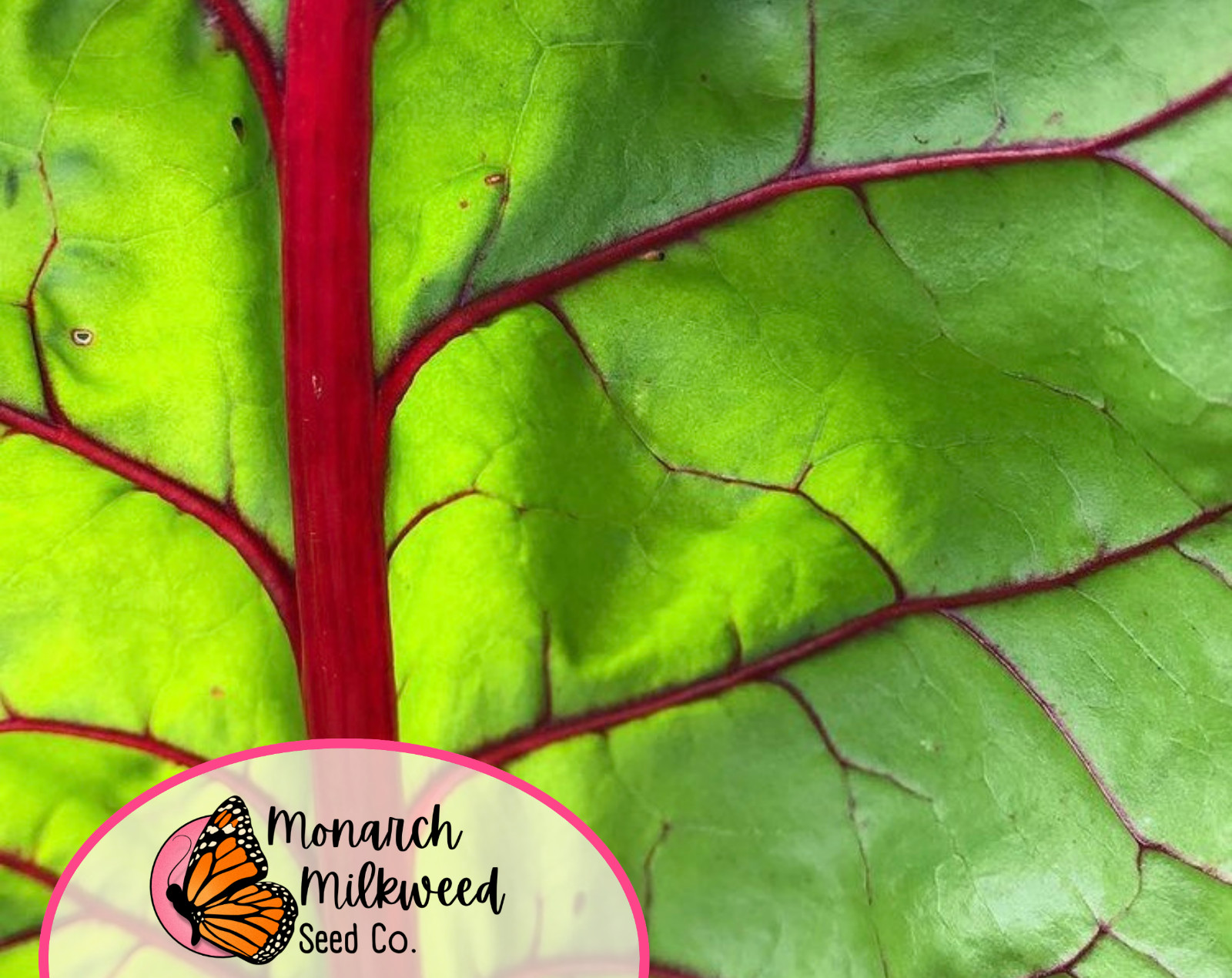200+ Swiss Chard Seeds ‘Rhubarb’ | Heirloom, Non-GMO, Vegetable Gardening Seed