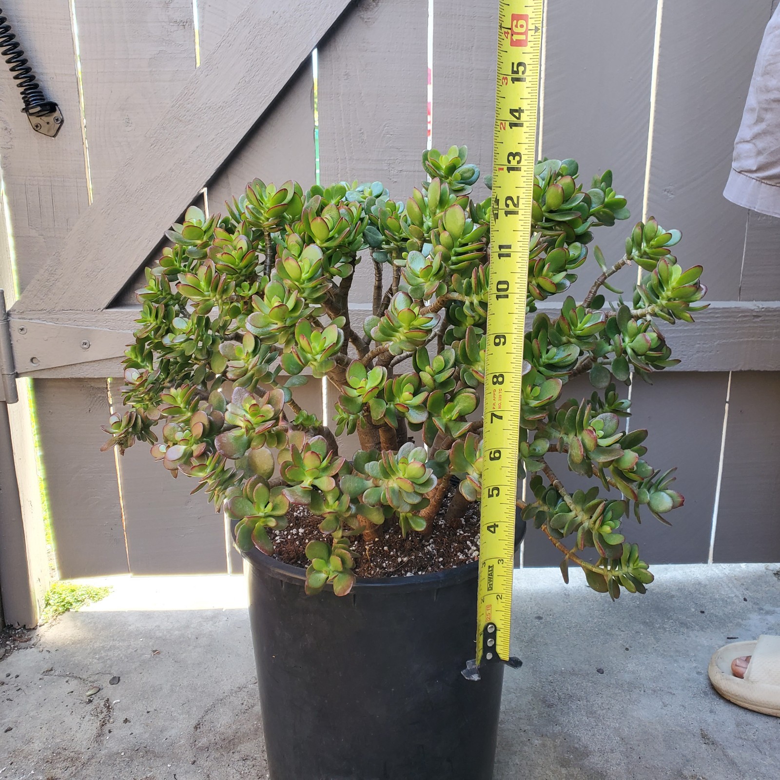 Jade Crassula Ovata Crossby Jade Succulent